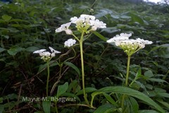 Ceropegia huberi